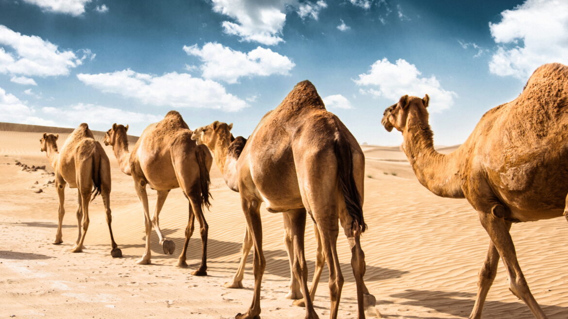 America’s Credit Unions Argues for Updated CAMELS System