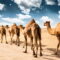 The CAMELS in the Room