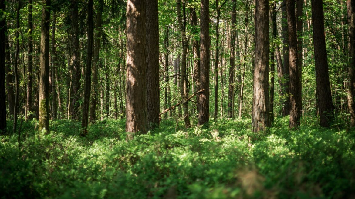 Missing the Forest for the Trees: Today’s Website Trends