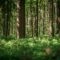 Missing the Forest for the Trees: Today’s Website Trends