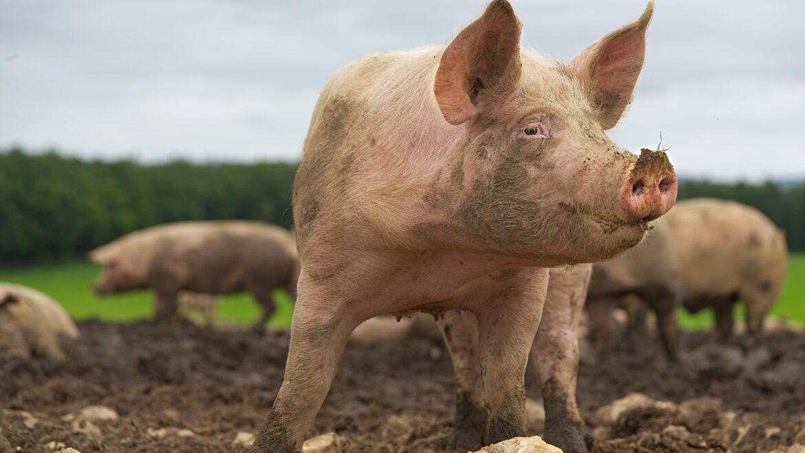 The Rise of Pig Butchering Scams