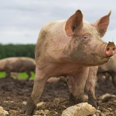 The Rise of Pig Butchering Scams