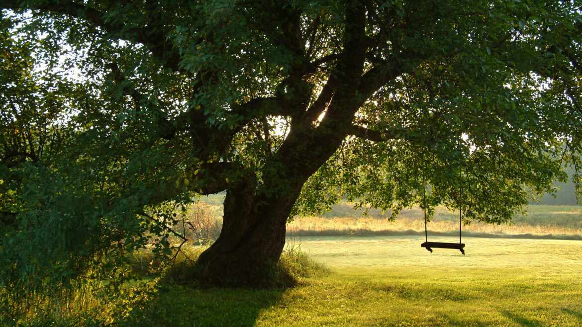 Project Management: Building the Tree Swing