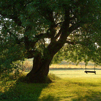 Project Mangement: Building the Tree Swing