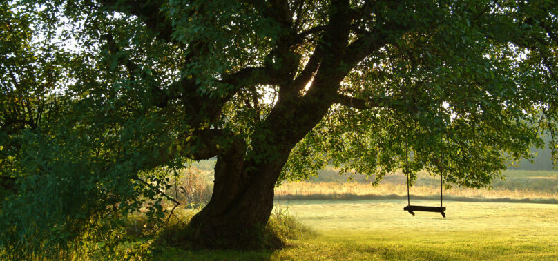 Project Management: Building the Tree Swing