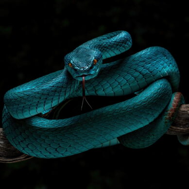 Crushing Serpents: Understanding Reptile Arguments in Litigation