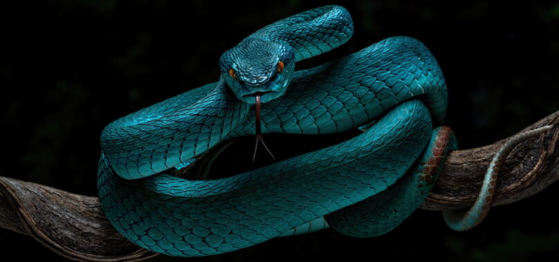 Crushing Serpents: Understanding Reptile Arguments in Litigation